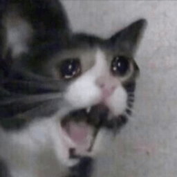 The screaming cat meme, mascot of $inkky